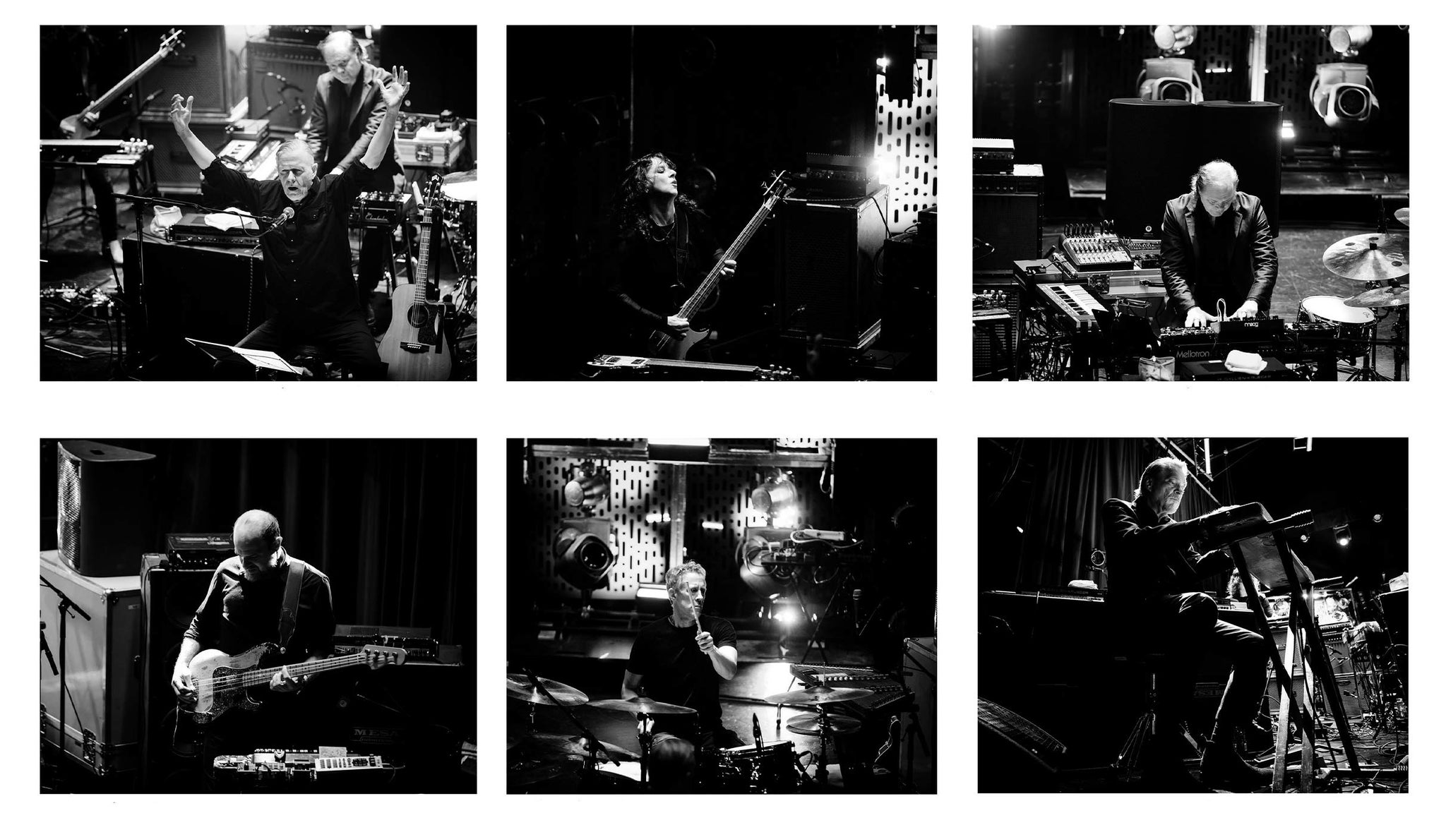 Swans