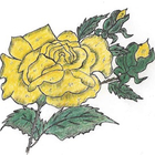 Yellow Roses