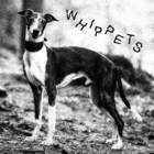 Whippets